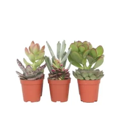 Kamerplanten-Plant in a Box Mini-vetplanten - Set van 6 - Succulent Mix - Hoogte 5-10cm - ⌀5,5cm