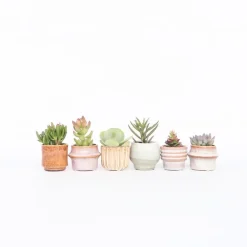 Kamerplanten-Plant in a Box Mini-vetplanten - Set van 6 - Succulent Mix - Hoogte 5-10cm - ⌀5,5cm