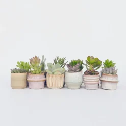 Kamerplanten-Plant in a Box Mini-vetplanten - Set van 12 - Succulent Mix - Hoogte 5-10cm - ⌀5,5cm