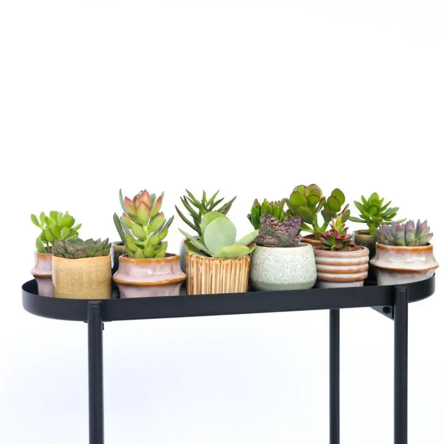 Kamerplanten-Plant in a Box Mini-vetplanten - Set van 12 - Succulent Mix - Hoogte 5-10cm - ⌀5,5cm