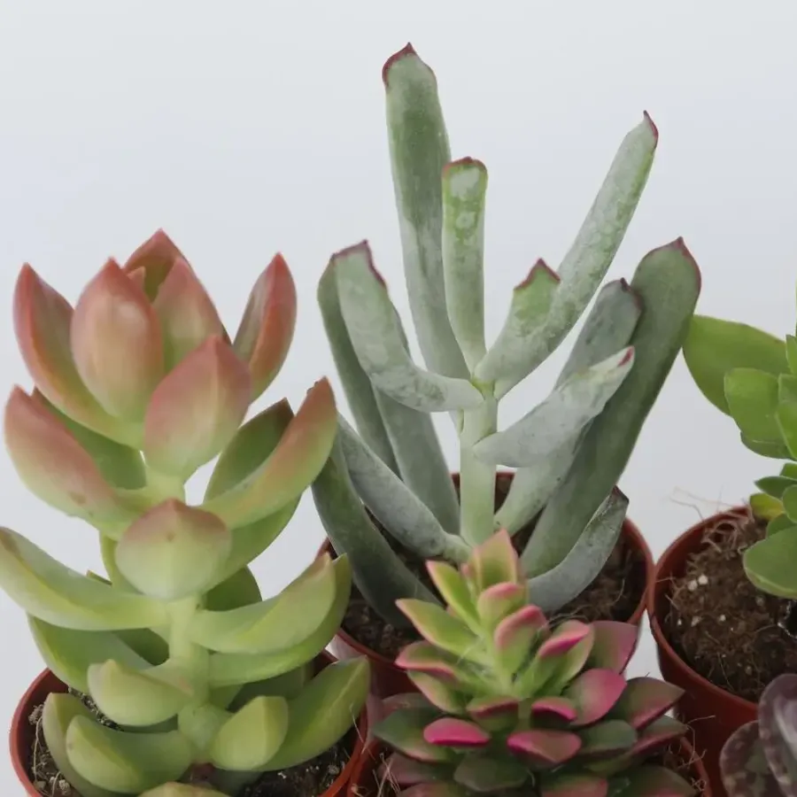 Kamerplanten-Plant in a Box Mini-vetplanten - Set van 12 - Succulent Mix - Hoogte 5-10cm - ⌀5,5cm