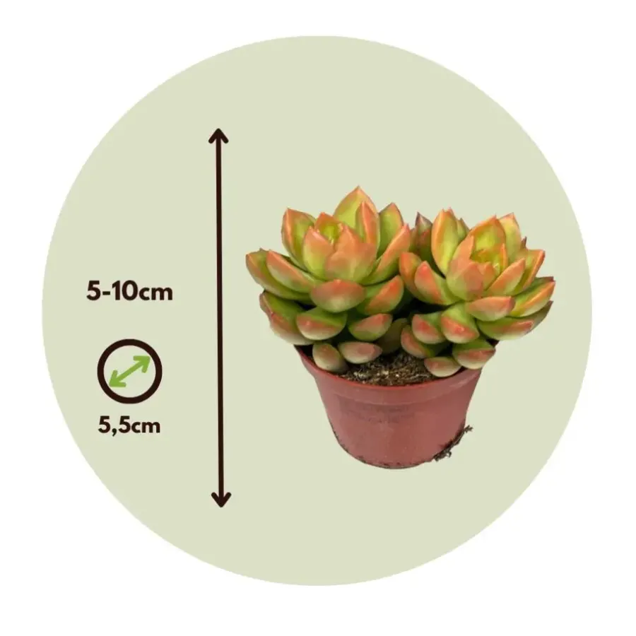 Kamerplanten-Plant in a Box Mini-vetplanten - Set van 12 - Succulent Mix - Hoogte 5-10cm - ⌀5,5cm