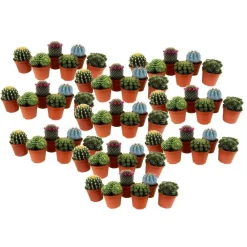 Plant in a Box Mix cactus - Set van 60 - Cactus - Hoogte 5-10cm - ⌀5,5cm