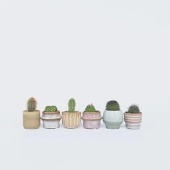Plant in a Box Mix cactus - Set van 60 - Cactus - Hoogte 5-10cm - ⌀5,5cm