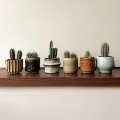 Plant in a Box Mix cactus - Set van 60 - Cactus - Hoogte 5-10cm - ⌀5,5cm