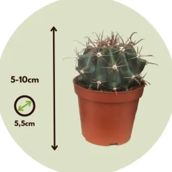 Plant in a Box Mix cactus - Set van 60 - Cactus - Hoogte 5-10cm - ⌀5,5cm