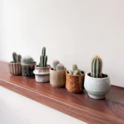 Plant in a Box Mix cactus - Set van 60 - Cactus - Hoogte 5-10cm - ⌀5,5cm