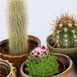 Plant in a Box Mix cactus - Set van 6 - Cactus - Hoogte 5-10cm - ⌀5,5cm