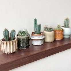 Plant in a Box Mix cactus - Set van 6 - Cactus - Hoogte 5-10cm - ⌀5,5cm