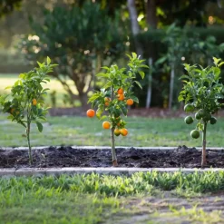 Planten|Tuinplanten-Plant in a Box Mix fruitbomen - Set van 3 - Citrus limon - Hoogte 25-40cm - ⌀9cm