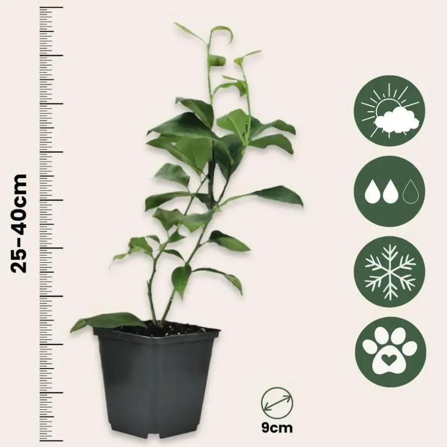 Planten|Tuinplanten-Plant in a Box Mix fruitbomen - Set van 3 - Citrus limon - Hoogte 25-40cm - ⌀9cm