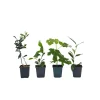 Planten|Tuinplanten-Plant in a Box Mix fruitbomen - Set van 4 - Hoogte 25-40cm - ⌀9cm