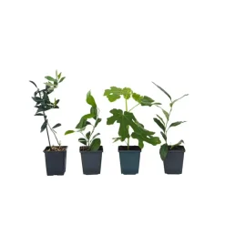 Planten|Tuinplanten-Plant in a Box Mix fruitbomen - Set van 4 - Hoogte 25-40cm - ⌀9cm