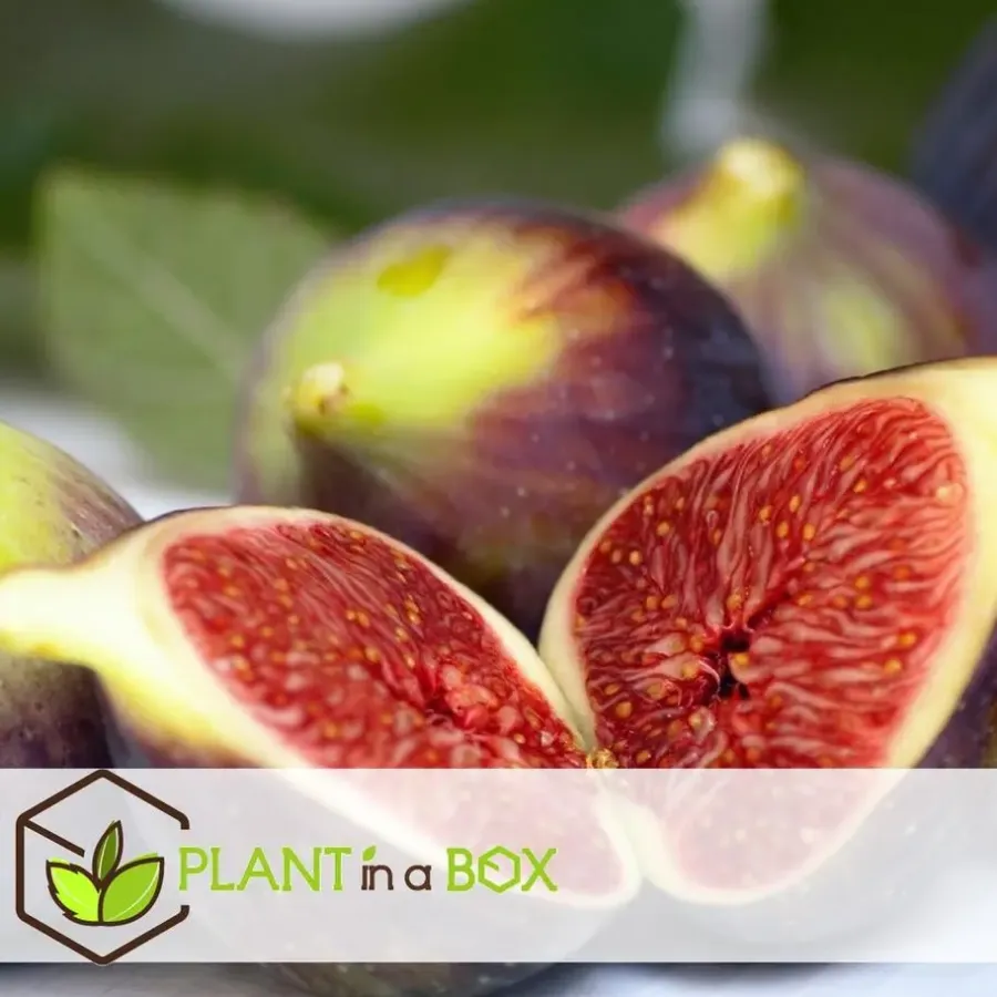Planten|Tuinplanten-Plant in a Box Mix fruitbomen - Set van 4 - Hoogte 25-40cm - ⌀9cm