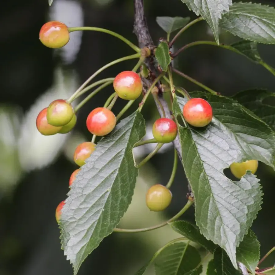 Plant in a Box Mix fruitzuilen - Set van 8 - Malus, Pryus, Prunus - Hoogte 60-70cm - ⌀9cm