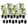 Planten|Bomen-Plant in a Box Mix fruitzuilen - Set van 16 - Malus, Pryus, Prunus - Hoogte 60-70cm - ⌀9cm
