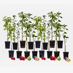 Planten|Bomen-Plant in a Box Mix fruitzuilen - Set van 16 - Malus, Pryus, Prunus - Hoogte 60-70cm - ⌀9cm