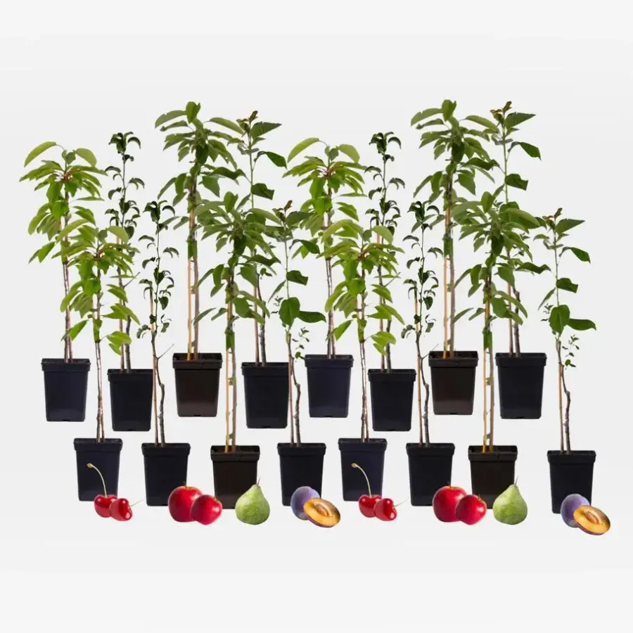 Planten|Bomen-Plant in a Box Mix fruitzuilen - Set van 16 - Malus, Pryus, Prunus - Hoogte 60-70cm - ⌀9cm