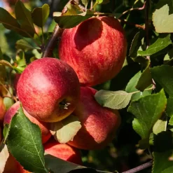 Planten|Bomen-Plant in a Box Mix fruitzuilen - Set van 16 - Malus, Pryus, Prunus - Hoogte 60-70cm - ⌀9cm