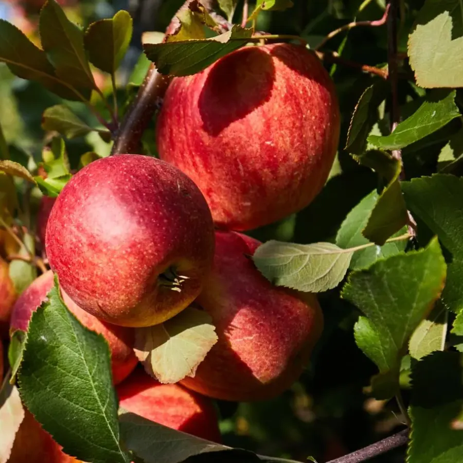 Planten|Bomen-Plant in a Box Mix fruitzuilen - Set van 16 - Malus, Pryus, Prunus - Hoogte 60-70cm - ⌀9cm