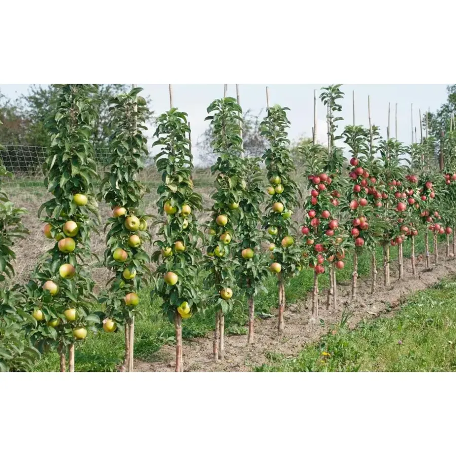 Planten|Bomen-Plant in a Box Mix fruitzuilen - Set van 16 - Malus, Pryus, Prunus - Hoogte 60-70cm - ⌀9cm