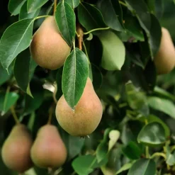 Planten|Bomen-Plant in a Box Mix fruitzuilen - Set van 16 - Malus, Pryus, Prunus - Hoogte 60-70cm - ⌀9cm