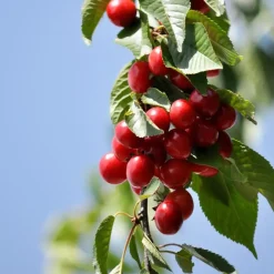 Planten|Bomen-Plant in a Box Mix fruitzuilen - Set van 16 - Malus, Pryus, Prunus - Hoogte 60-70cm - ⌀9cm