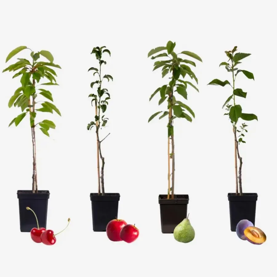 Plant in a Box Mix fruitzuilen - Set van 4 - Malus, Pryus, Prunus - Hoogte 60-70cm - ⌀9cm