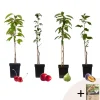 Planten|Bomen-Plant in a Box Mix fruitzuilen met plantenvoeding - Set van 4 - Hoogte 60-70cm - ⌀9cm