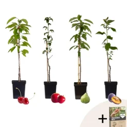 Planten|Bomen-Plant in a Box Mix fruitzuilen met plantenvoeding - Set van 4 - Hoogte 60-70cm - ⌀9cm