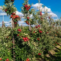 Planten|Bomen-Plant in a Box Mix fruitzuilen met plantenvoeding - Set van 4 - Hoogte 60-70cm - ⌀9cm