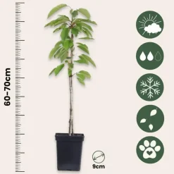 Planten|Bomen-Plant in a Box Mix fruitzuilen met plantenvoeding - Set van 4 - Hoogte 60-70cm - ⌀9cm