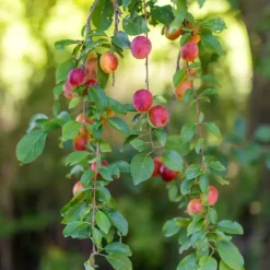 Planten|Bomen-Plant in a Box Mix fruitzuilen met plantenvoeding - Set van 4 - Hoogte 60-70cm - ⌀9cm