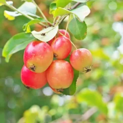 Planten|Bomen-Plant in a Box Mix fruitzuilen met plantenvoeding - Set van 4 - Hoogte 60-70cm - ⌀9cm