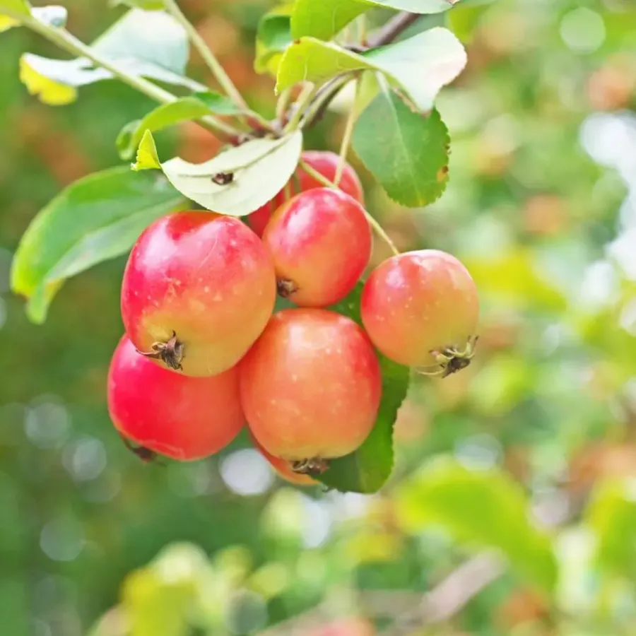 Planten|Bomen-Plant in a Box Mix fruitzuilen met plantenvoeding - Set van 4 - Hoogte 60-70cm - ⌀9cm