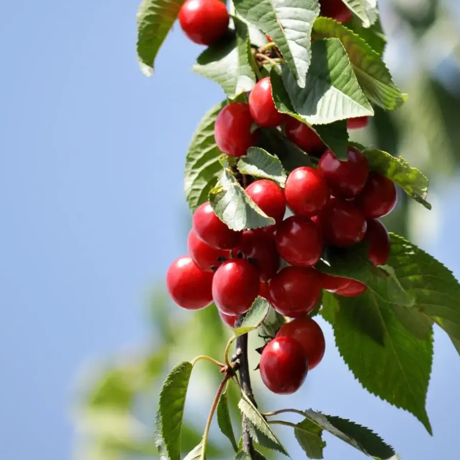 Planten|Bomen-Plant in a Box Mix fruitzuilen met plantenvoeding - Set van 4 - Hoogte 60-70cm - ⌀9cm