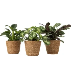 Kamerplanten-Plant in a Box Mix van 3 kamerplanten incl. mandjes - Hoogte 25-40cm - ⌀12cm