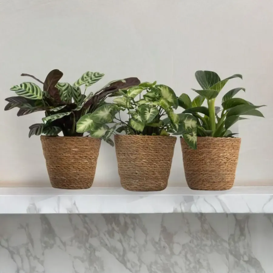 Kamerplanten-Plant in a Box Mix van 3 kamerplanten incl. mandjes - Hoogte 25-40cm - ⌀12cm