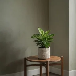 Kamerplanten-Plant in a Box Mix van 3 kamerplanten incl. mandjes - Hoogte 25-40cm - ⌀12cm