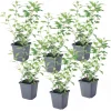 Plant in a Box Nachtschade - Set van 6 - Lycianthes rantonnetii - Hoogte 25-40cm - ⌀9cm