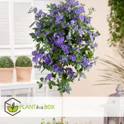 Plant in a Box Nachtschade - Set van 6 - Lycianthes rantonnetii - Hoogte 25-40cm - ⌀9cm