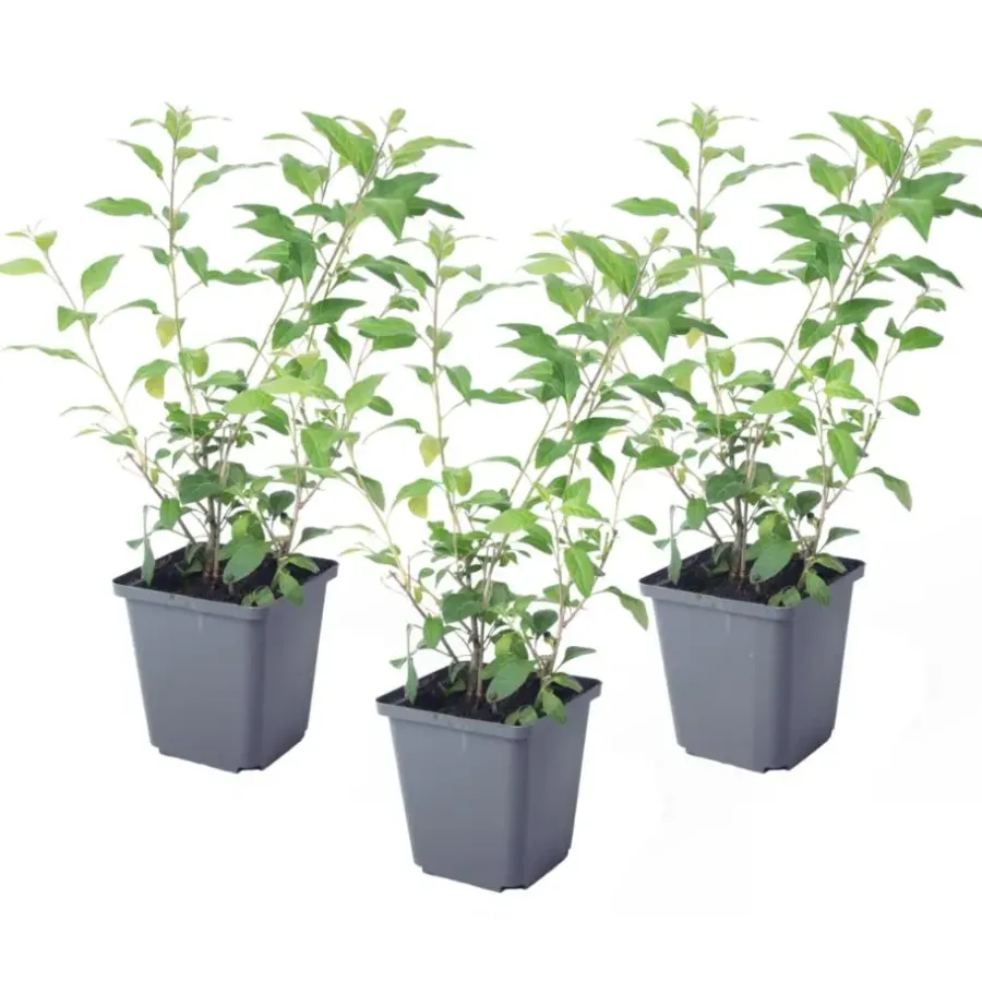 Plant in a Box Nachtschade - Set van 3 - Lycianthes rantonnetii - Hoogte 25-40cm - ⌀9cm