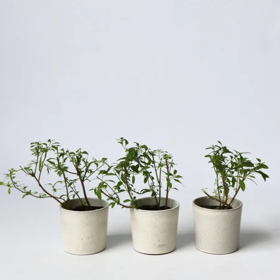 Plant in a Box Nachtschade - Set van 3 - Lycianthes rantonnetii - Hoogte 25-40cm - ⌀9cm