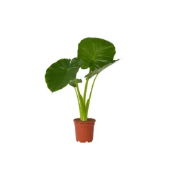 Kamerplanten-Plant in a Box Olifantsoor - Alocasia 'Odora' - Hoogte 55-75cm - ⌀17cm