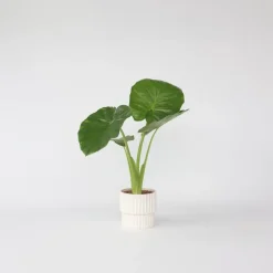 Kamerplanten-Plant in a Box Olifantsoor - Alocasia 'Odora' - Hoogte 55-75cm - ⌀17cm