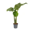 Kamerplanten-Plant in a Box Olifantsoor - Alocasia 'Portodora' - Hoogte 110-120cm - ⌀32cm
