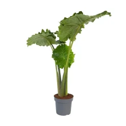 Kamerplanten-Plant in a Box Olifantsoor - Alocasia 'Portodora' - Hoogte 110-120cm - ⌀32cm