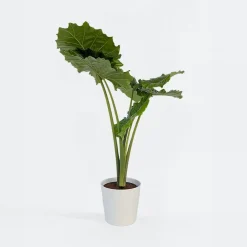 Kamerplanten-Plant in a Box Olifantsoor - Alocasia 'Portodora' - Hoogte 110-120cm - ⌀32cm