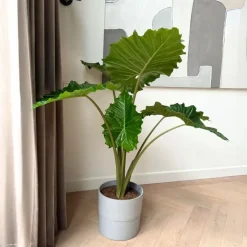 Kamerplanten-Plant in a Box Olifantsoor - Alocasia 'Portodora' - Hoogte 110-120cm - ⌀32cm