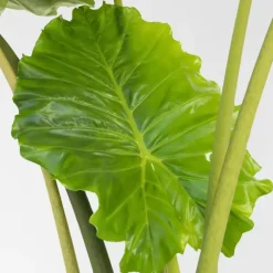 Kamerplanten-Plant in a Box Olifantsoor - Alocasia 'Portodora' - Hoogte 110-120cm - ⌀32cm